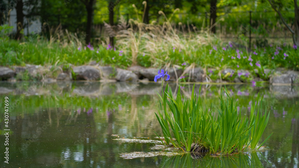 Japanese iris blooming in the pond Japanese iris blooming in the pond