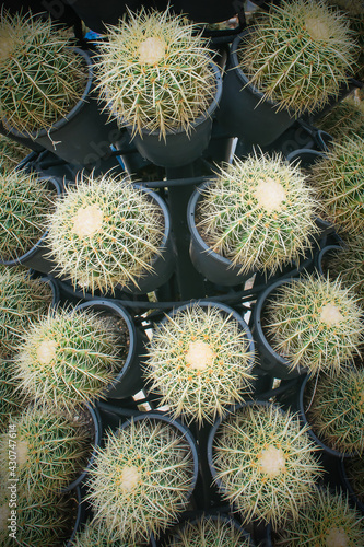 Obraz na płótnie Cactus in the park, natural light background w salonie
