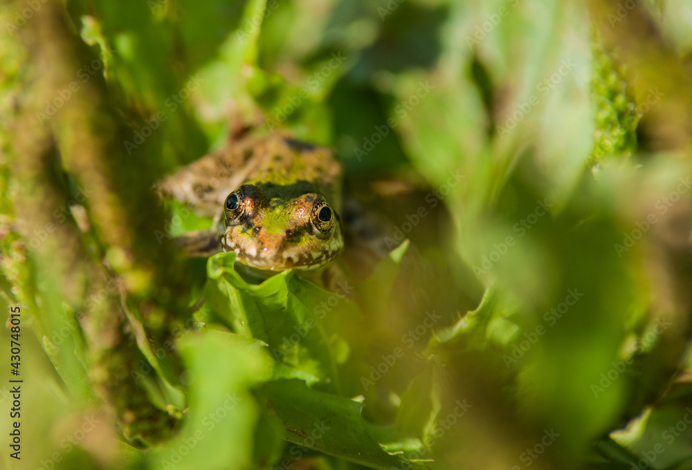 A green frog looks out of the grass. Selective focus. Blurred background. A green frog looks out of the grass. Selective focus. Blurred background.