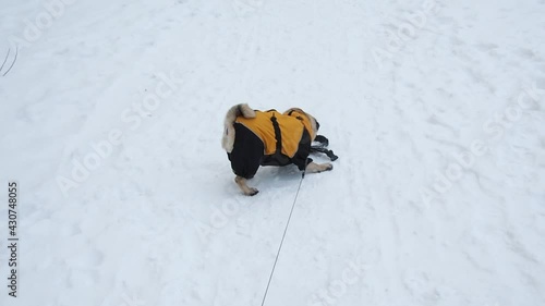 Cute, funny pug dog dressed in warm fashionable clothes. Snow outside. Walking the dog in winter. Owner POV shot