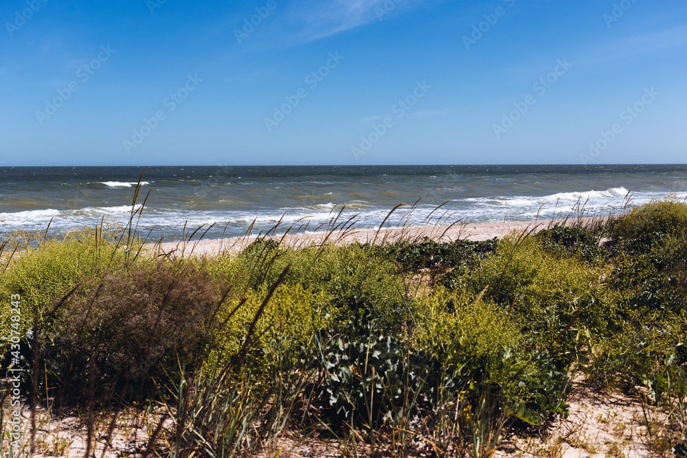 Seaside landscape with green plants at the beach, wild beautiful nature background, Azov sea, Ukraine