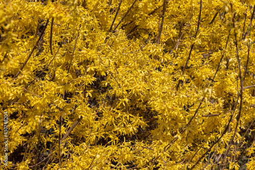 Forsythia europaea bush with yellow flowers blooming early spring