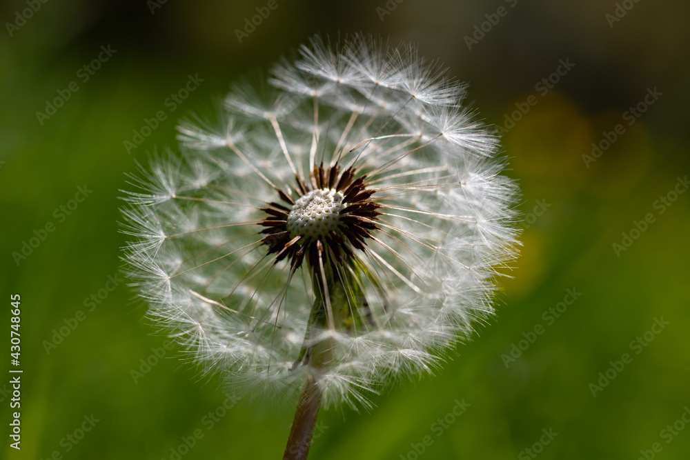 Fototapeta premium Pusteblume Löwenzahn Wind Flug Schirmchen Taraxacum sect. Ruderalia Pappus Achänen Schirmflieger Blütenhülle verteilen Reise Symbol Kinder Spiel fliegen segeln Hoffnung Zuversicht SInnbild