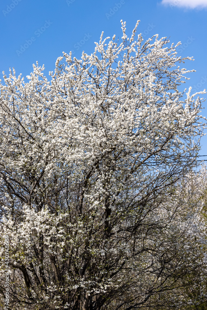 Beautifully flowering plum trees in the orchard Beautifully flowering plum trees in the orchard