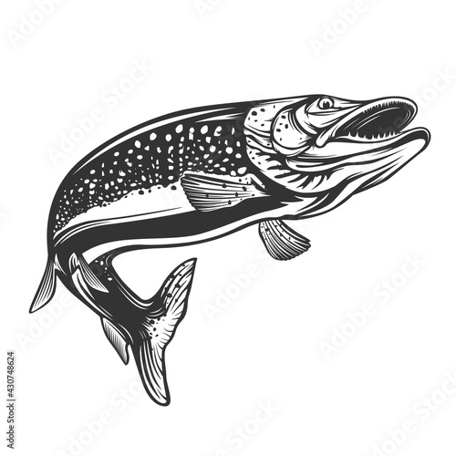 Pike fishing emblem. Pike fish logo vector. Outdoor fishing background theme. Angry fish logo.