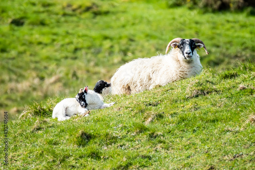 A blackface sheep family in a field in County Donegal - Ireland
