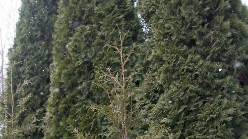 snow falling over thuja trees growing in winter. Blurred