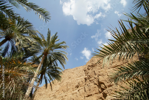 palm trees in the canyon