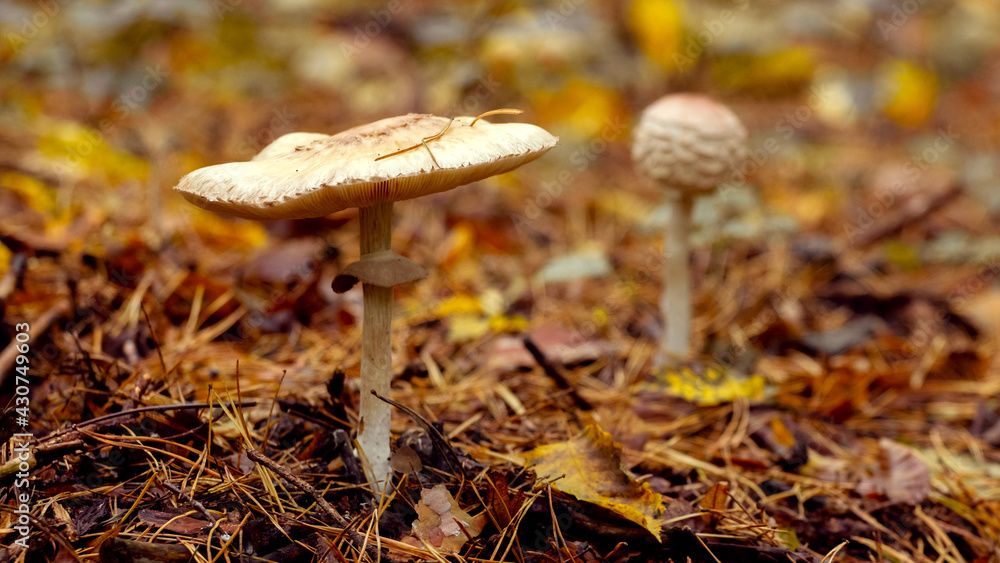 Poisonous mushrooms among fallen leaves in the autumn forest Poisonous mushrooms among fallen leaves in the autumn forest