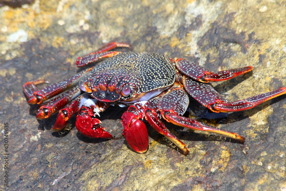 rote_Klippenkrabbe rote_Klippenkrabbe