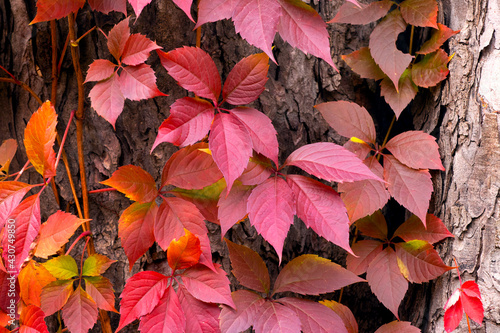 Autumn background with bright red leaves on a tree trunk