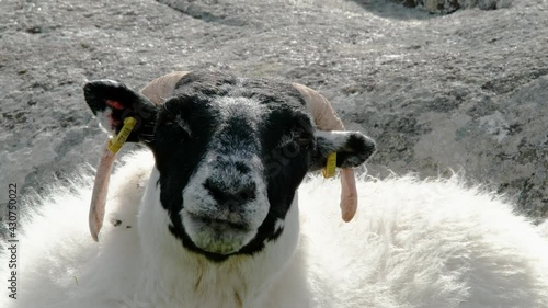 A blackface sheep chewing in a field in County Donegal - Ireland