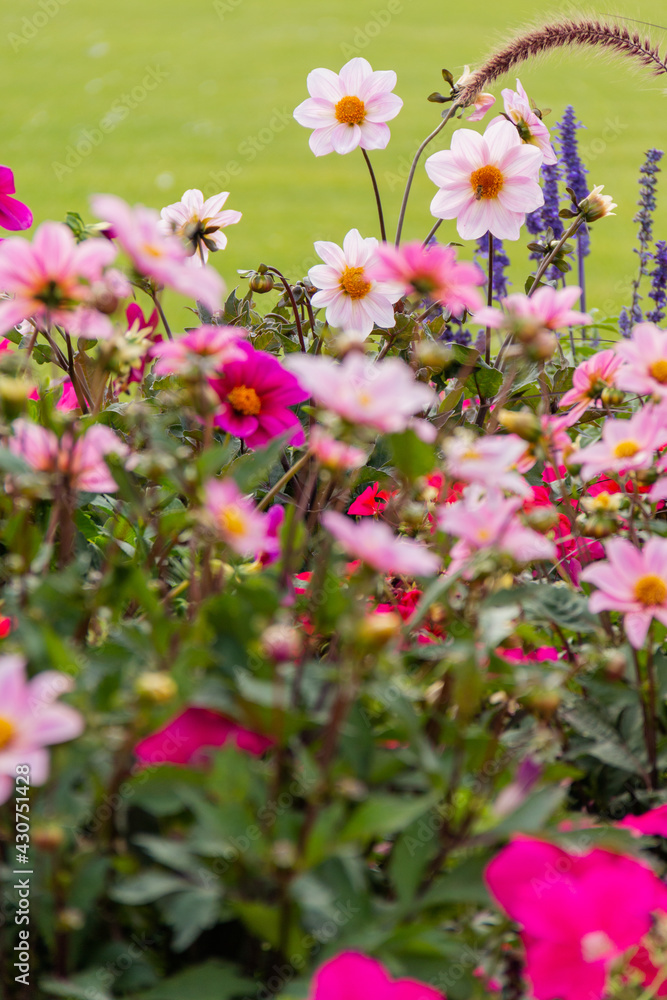 Group of different beautiful and colorful flowers in a garden Group of different beautiful and colorful flowers in a garden