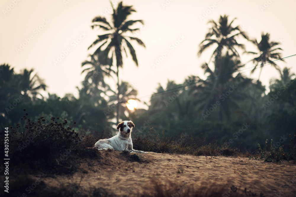 Obraz premium A dog on the background of a rainforest