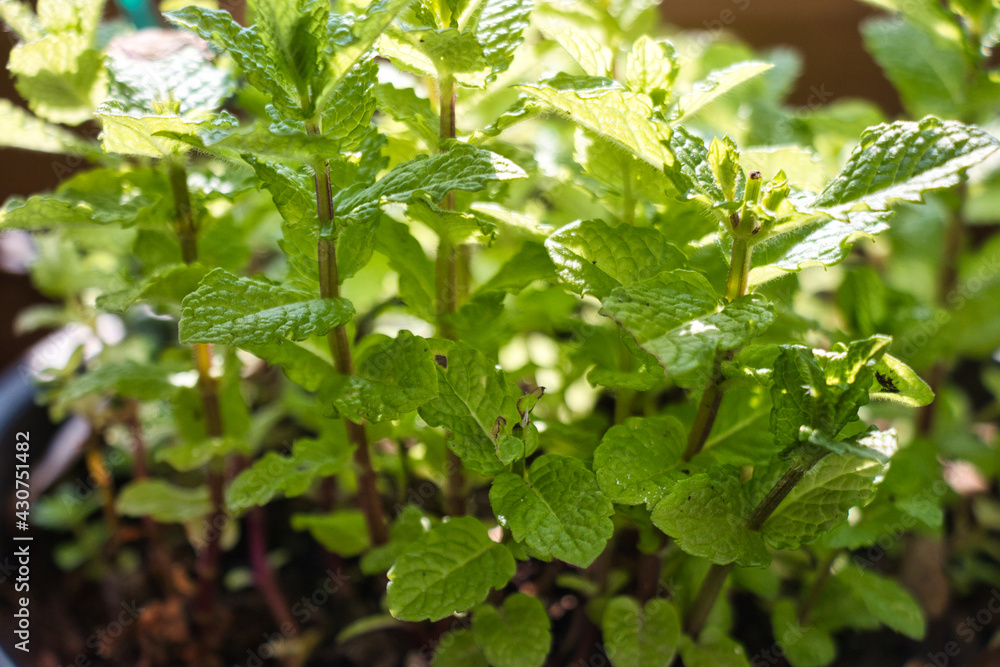 Little green mint plants Little green mint plants