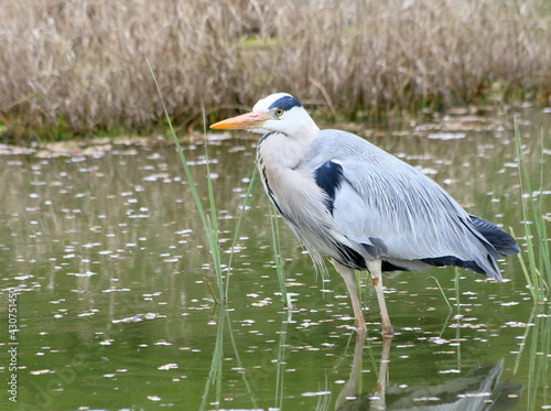 A heron and cherry blossoms in full bloom