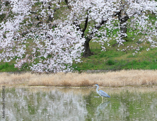 A heron and cherry blossoms in full bloom