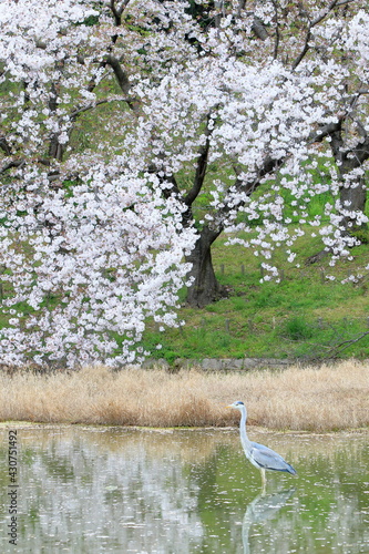 A heron and cherry blossoms in full bloom