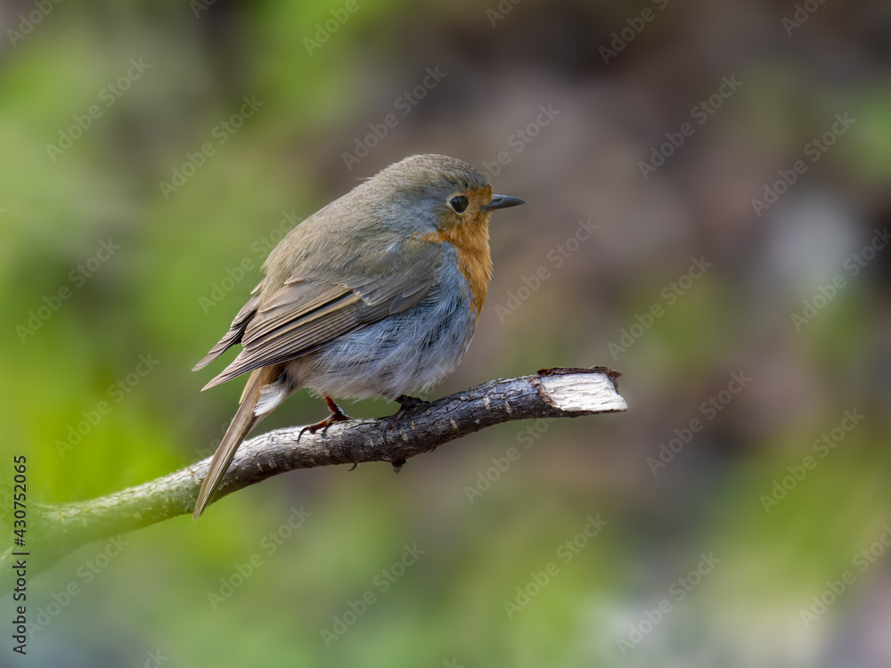 Rotkehlchen Rotkehlchen