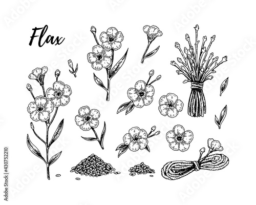 Set of hand drawn flax flowers, branches and seeds. Vector illustration in sketch style for linen seeds and oil packaging photo