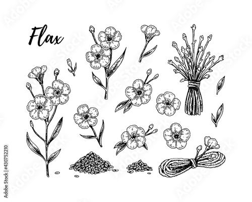 Set of hand drawn flax flowers, branches and seeds. Vector illustration in sketch style for linen seeds and oil packaging