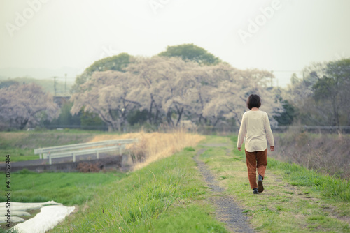 桜の下を歩く © Marmon