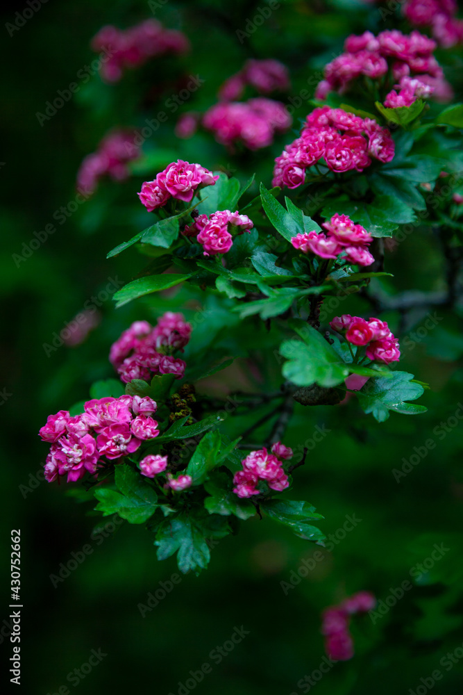 Hawthorn medicinal plant. Pink flowers on a flowering branch. Beautiful flower. Natural background. Hawthorn medicinal plant. Pink flowers on a flowering branch. Beautiful flower. Natural background.
