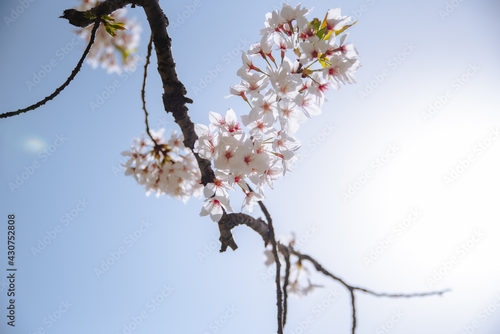 自粛下の桜見物