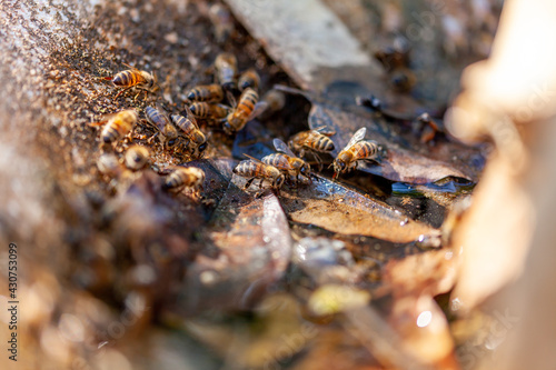 Apiculture - abreuvoir pour abeilles - Groupe d'abeilles mellifères en train de boire dans une vasque en pierre