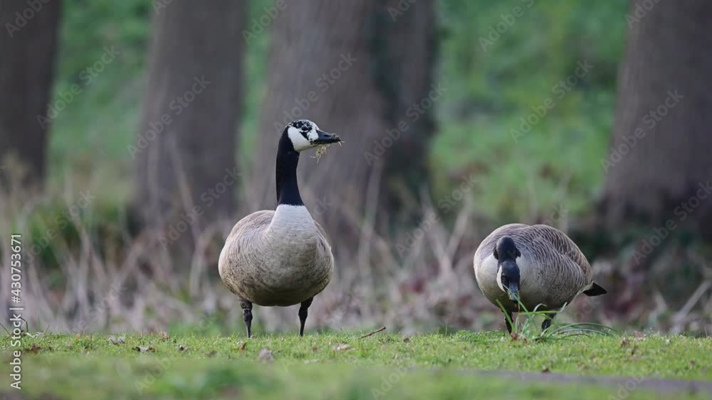 Canada goose couple searchs food on the urban meadow together, spring, (branta canadensis), germany
Canada goose couple searchs food on the urban meadow together, spring, (branta canadensis), germany