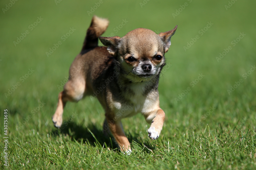 Smooth hair Chihuahua puppy