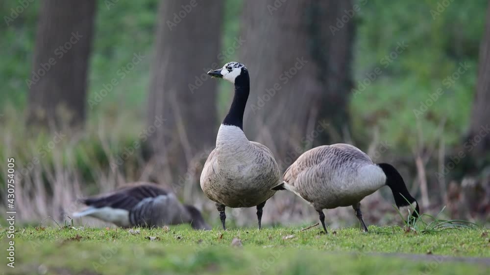 Canada goose couple searchs food on the urban meadow with a greylag goose, spring, (branta canadensis, anser anser), germany Canada goose couple searchs food on the urban meadow with a greylag goose, spring, (branta canadensis, anser anser), germany
