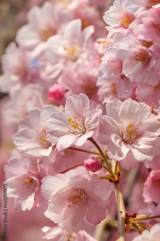 Cherry blossoms in Hirosaki Park shining in the morning sun Cherry blossoms in Hirosaki Park shining in the morning sun