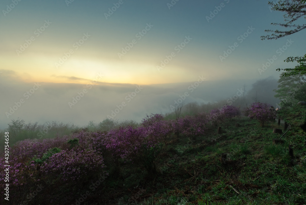 Obraz premium 秩父の大雲海