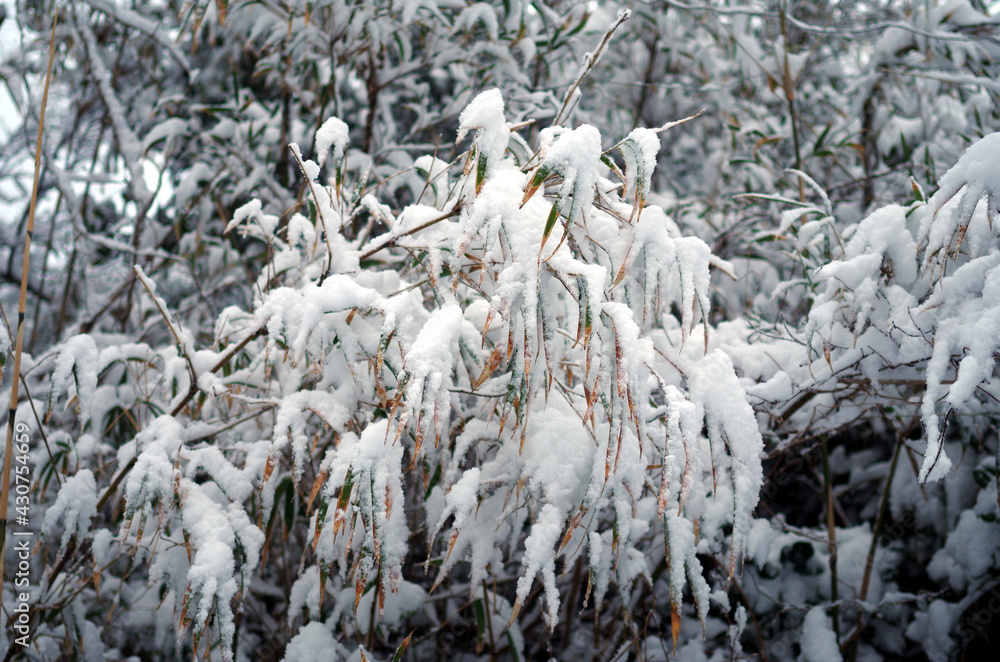 Snow on bamboo Japan Sea coast Snow on bamboo Japan Sea coast