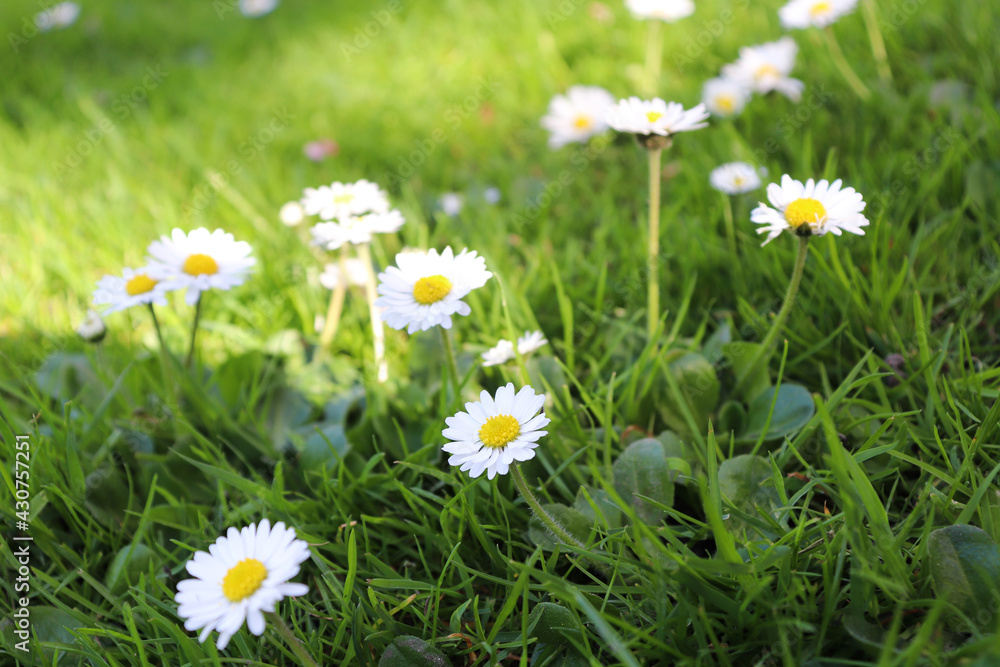 Chamomile flowers in the park. Flower background. Chamomile flowers in the park. Flower background.