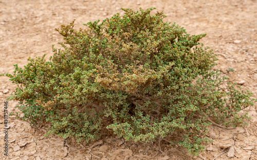 Halophyte plant Zygophyllum qatarense or Tetraena qatarense in desert of a qatar, Selective focus.