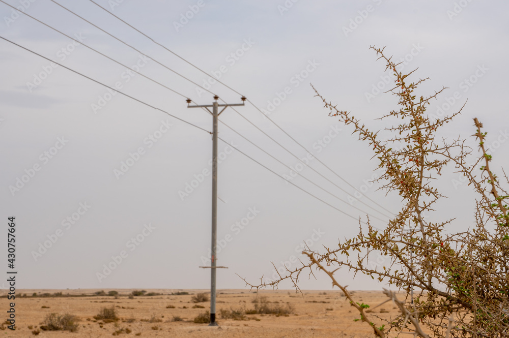 Desert landscape with electric towers and Desert thorn Lycium shawii plant. Selective focus