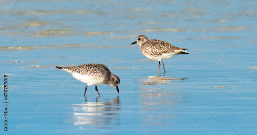 Grey plover, Pluvialis squatarola, in the shore of qatar. selective focus Grey plover, Pluvialis squatarola, in the shore of qatar. selective focus