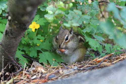 A chipmunk nibbles a nut on the background of a yellow flower
