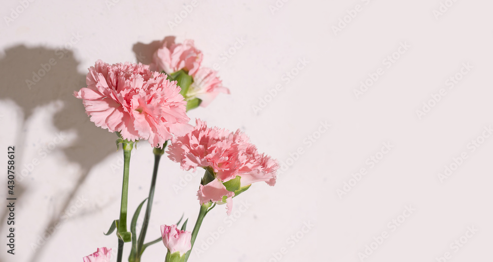 White background with pink carnation flowers. Copy space White background with pink carnation flowers. Copy space