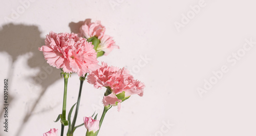 White background with pink carnation flowers. Copy space