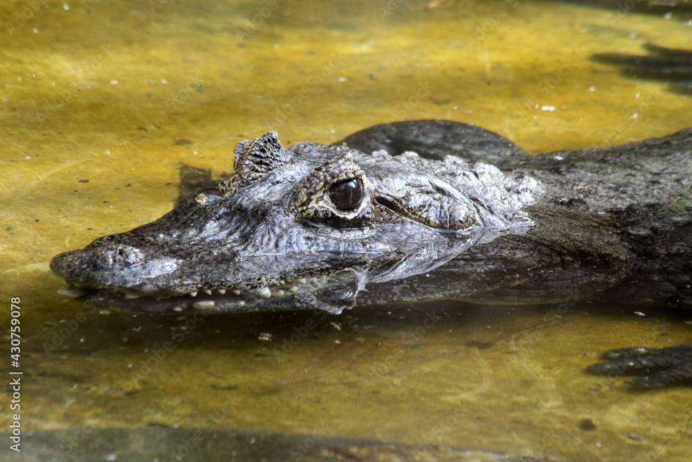 Krokodilkaiman