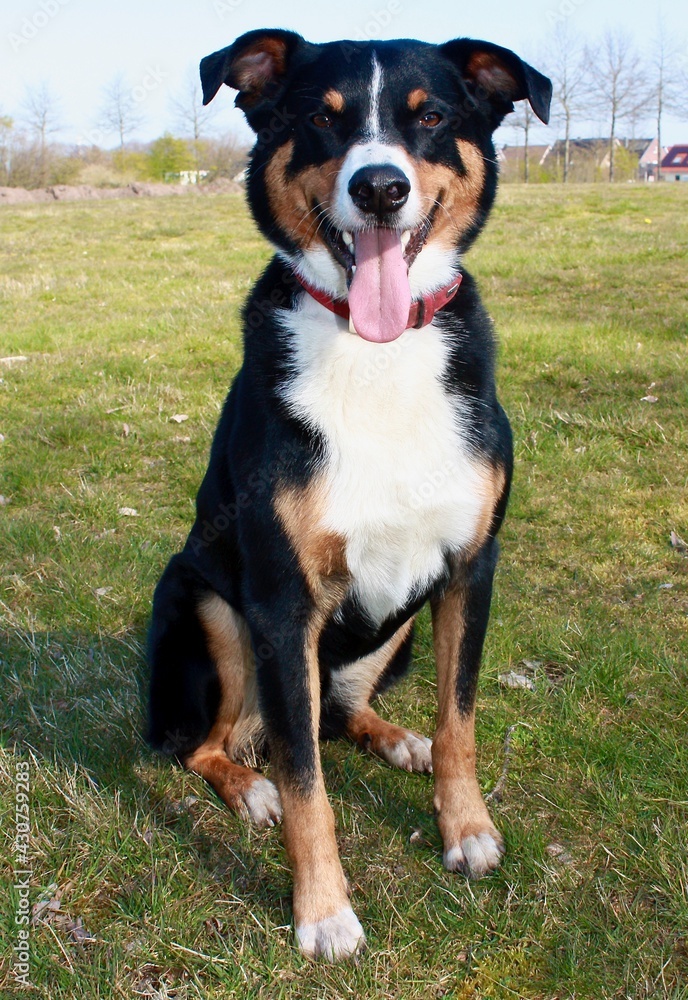 portrait of a black and white dog portrait of a black and white dog