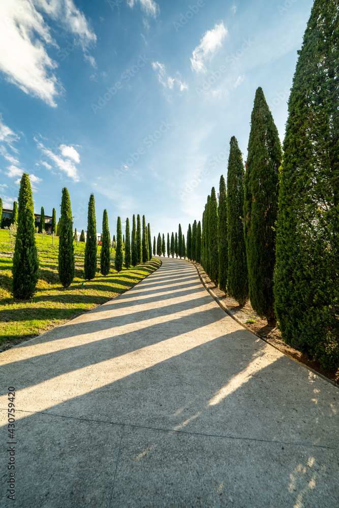 Fototapeta premium Scenic view of a typical Tuscan landscape with a group of cypresses against a blue sky. Tuscany, Italy, Southern Europe.