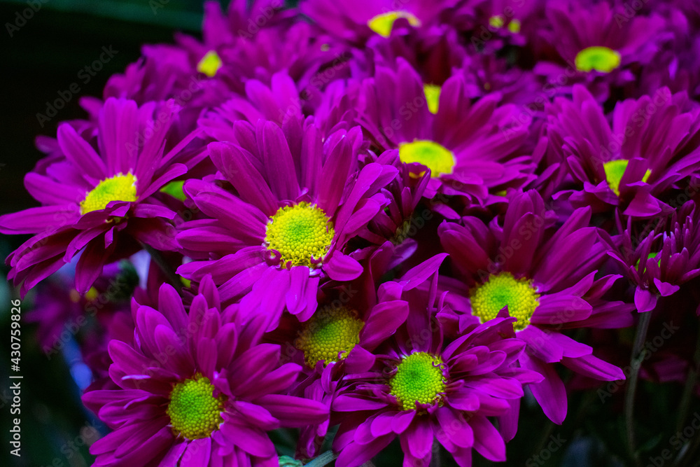 Fototapeta premium Cluster of beautiful purple daisies with blurry background