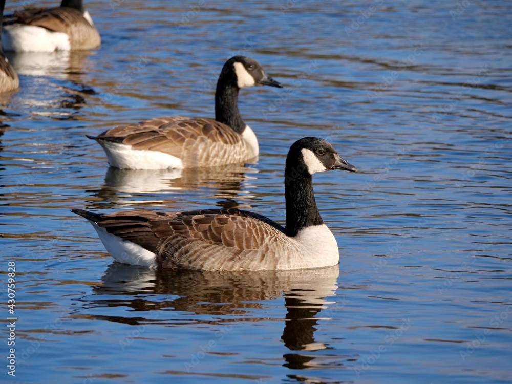 Canada geese swimming in the pond.The Canada goose (Branta canadensis) is a large wild goose with a black head and neck, white cheeks, white under its chin, and a brown body. Canada geese swimming in the pond.The Canada goose (Branta canadensis) is a large wild goose with a black head and neck, white cheeks, white under its chin, and a brown body.