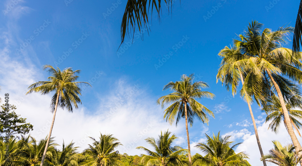 Banner of Summer tropical with blue sky and Palm trees against blue sky, Palm trees at tropical coast background