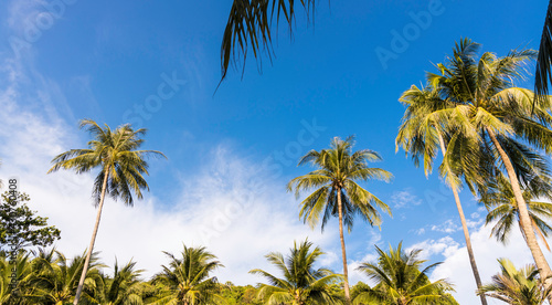 Banner of Summer tropical with blue sky and Palm trees against blue sky, Palm trees at tropical coast background