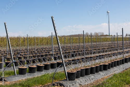 Heidelbeerplantage im bodenungebundenen Anbau